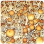 Псилоцибиновые (галлюциногенные)  грибы Psilocybin "Golden Teacher" в Отрадной