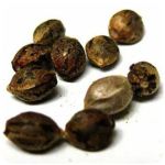 Семена марихуаны АК-47  (Seeds AK-47) в Отрадной